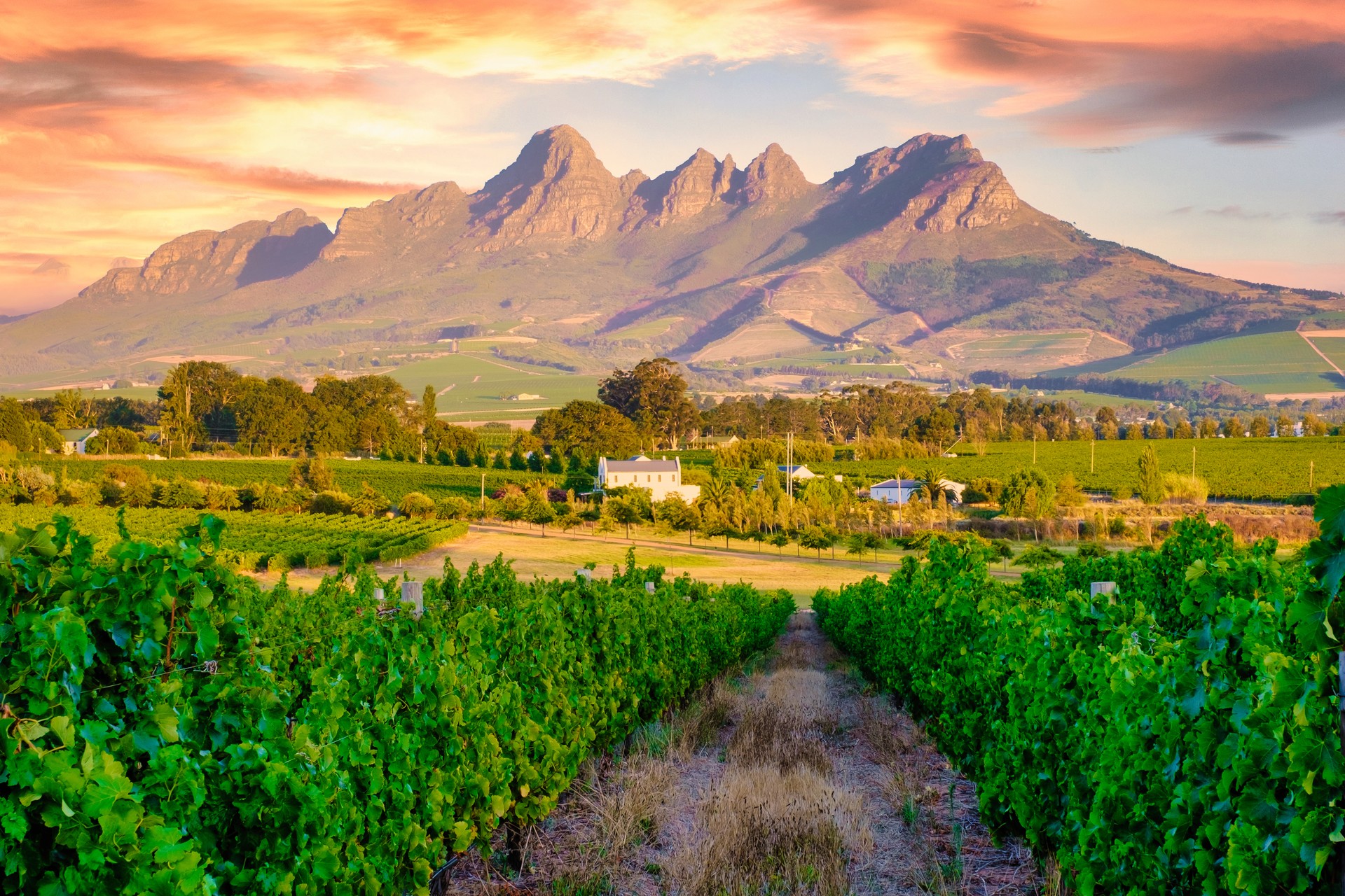 Vineyard landscape at sunset with mountains in Stellenbosch, near Cape Town, South Africa